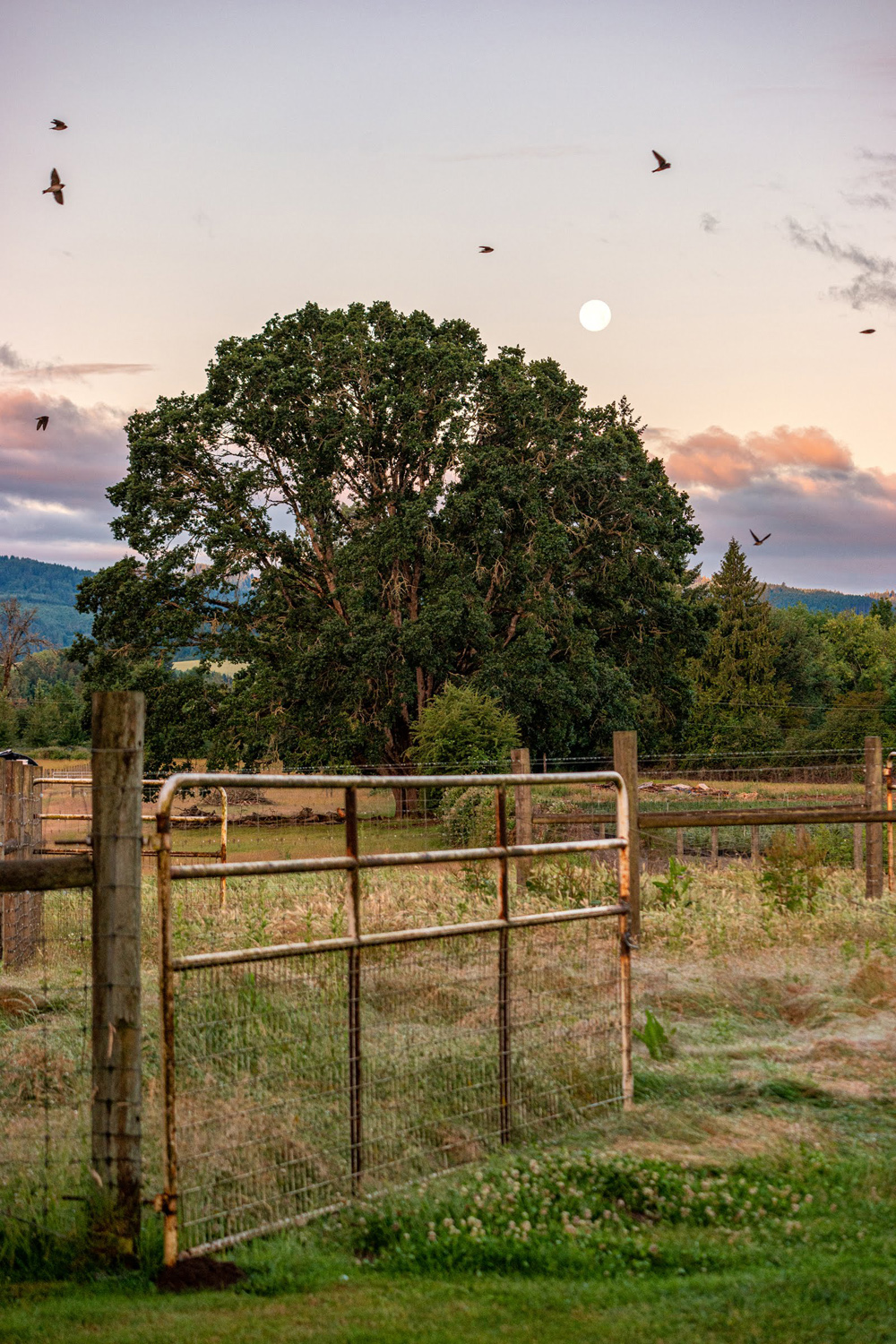 Wasim Muklashy Photography_Oakwood Gardens_Hillsboro_Oregon_140.jpg