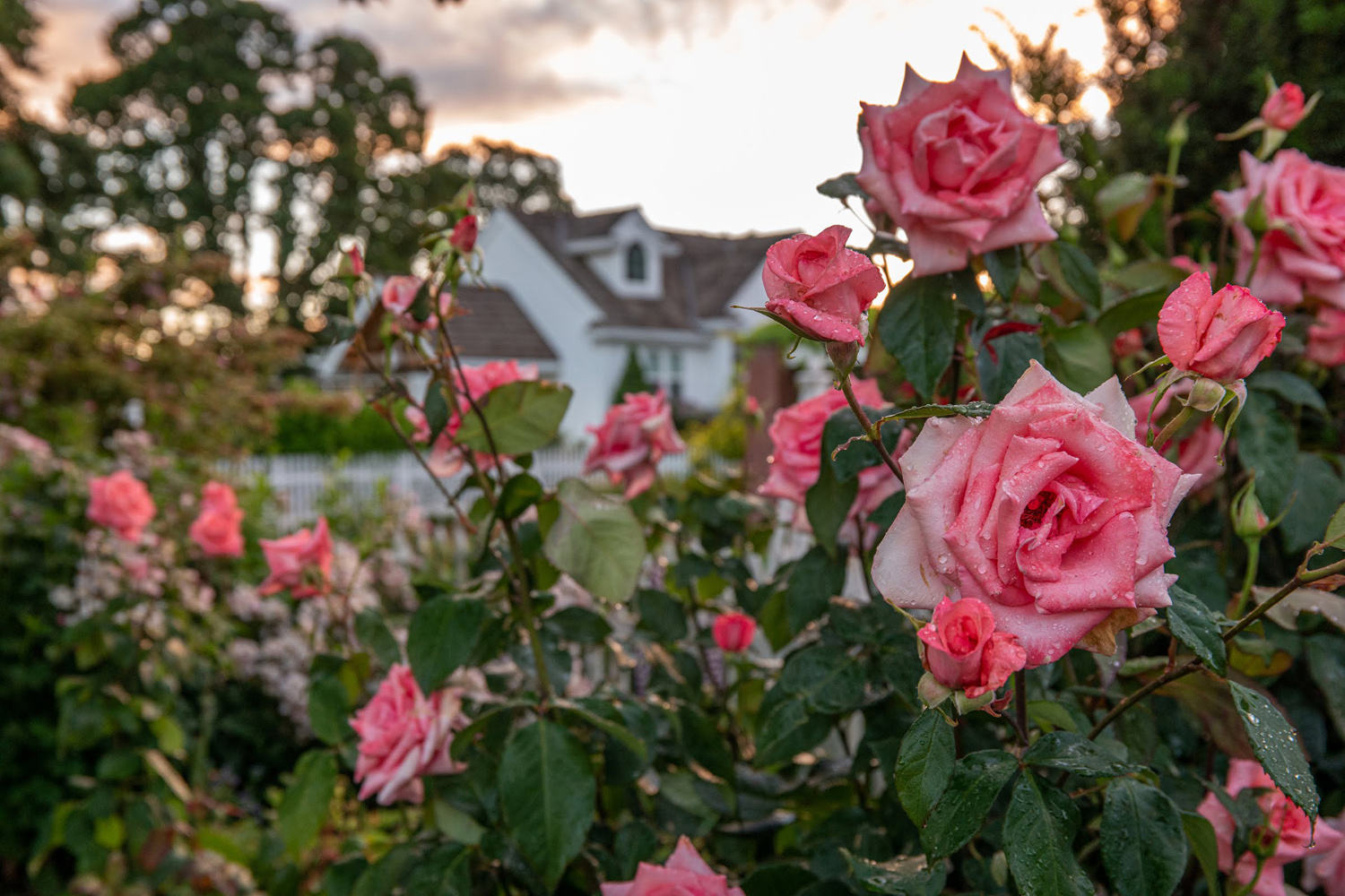 Wasim Muklashy Photography_Oakwood Gardens_Hillsboro_Oregon_144.jpg