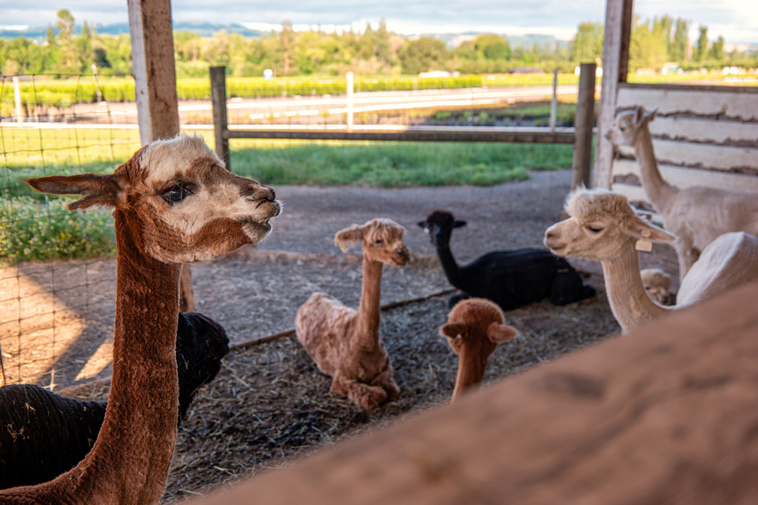 Wasim Muklashy Photography_Oakwood Gardens_Hillsboro_Oregon_149.jpg