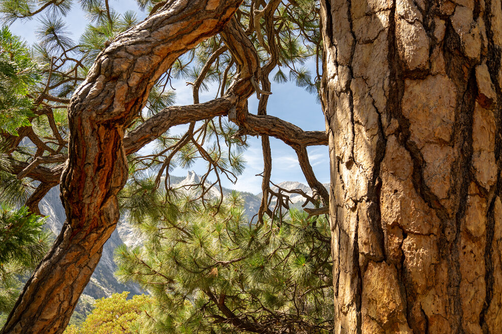 Wasim Muklashy Photography_Sierra Nevada Mountains_Sierras_Kings Canyon Sequoia National Park_California_110.jpg