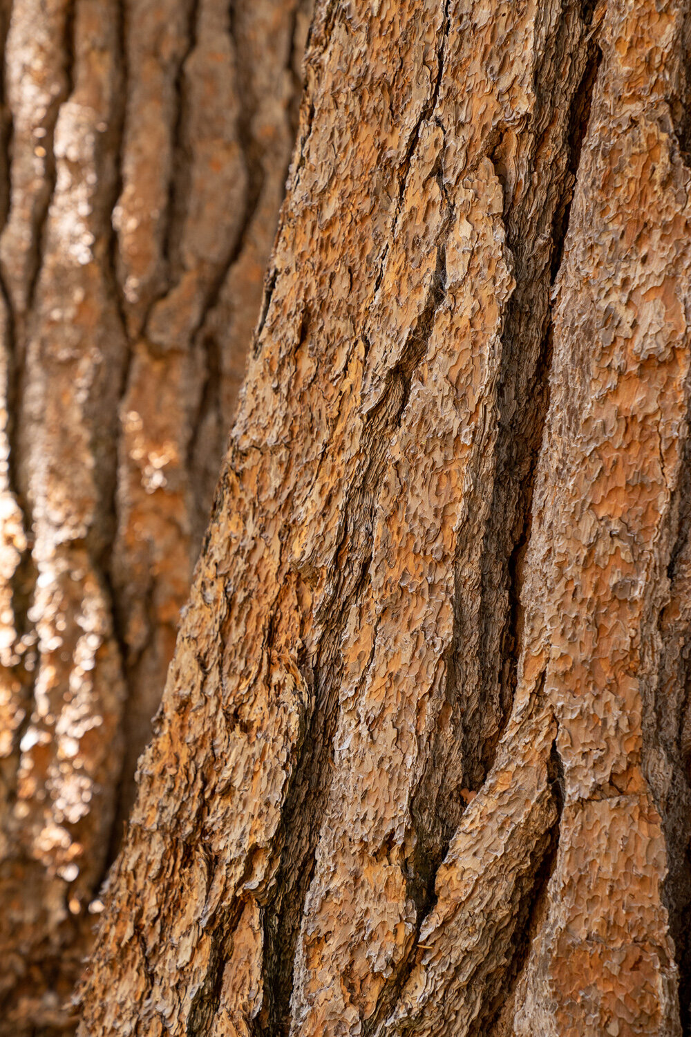 Wasim Muklashy Photography_Sierra Nevada Mountains_Sierras_Kings Canyon Sequoia National Park_California_119.jpg