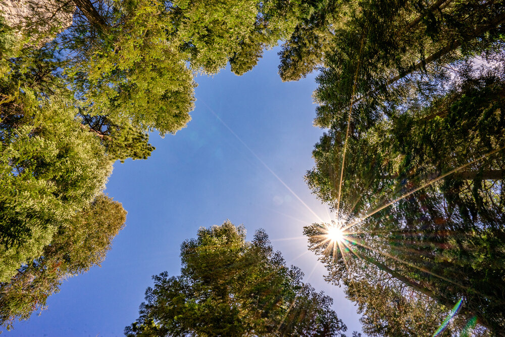 Wasim Muklashy Photography_Sierra Nevada Mountains_Sierras_Kings Canyon Sequoia National Park_California_118.jpg