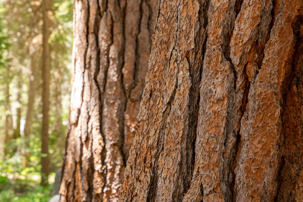 Wasim Muklashy Photography_Sierra Nevada Mountains_Sierras_Kings Canyon Sequoia National Park_California_120.jpg