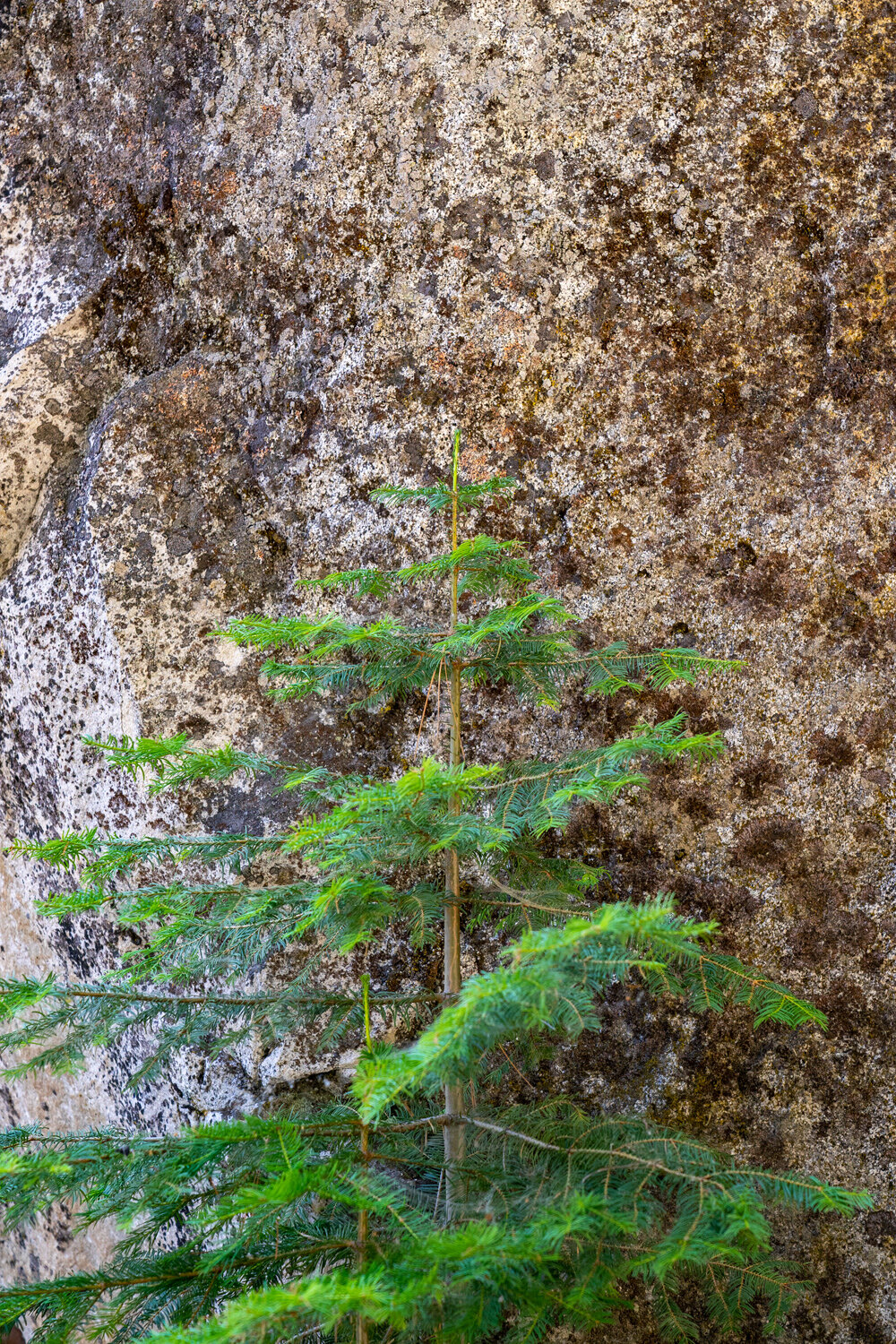 Wasim Muklashy Photography_Sierra Nevada Mountains_Sierras_Kings Canyon Sequoia National Park_California_122.jpg