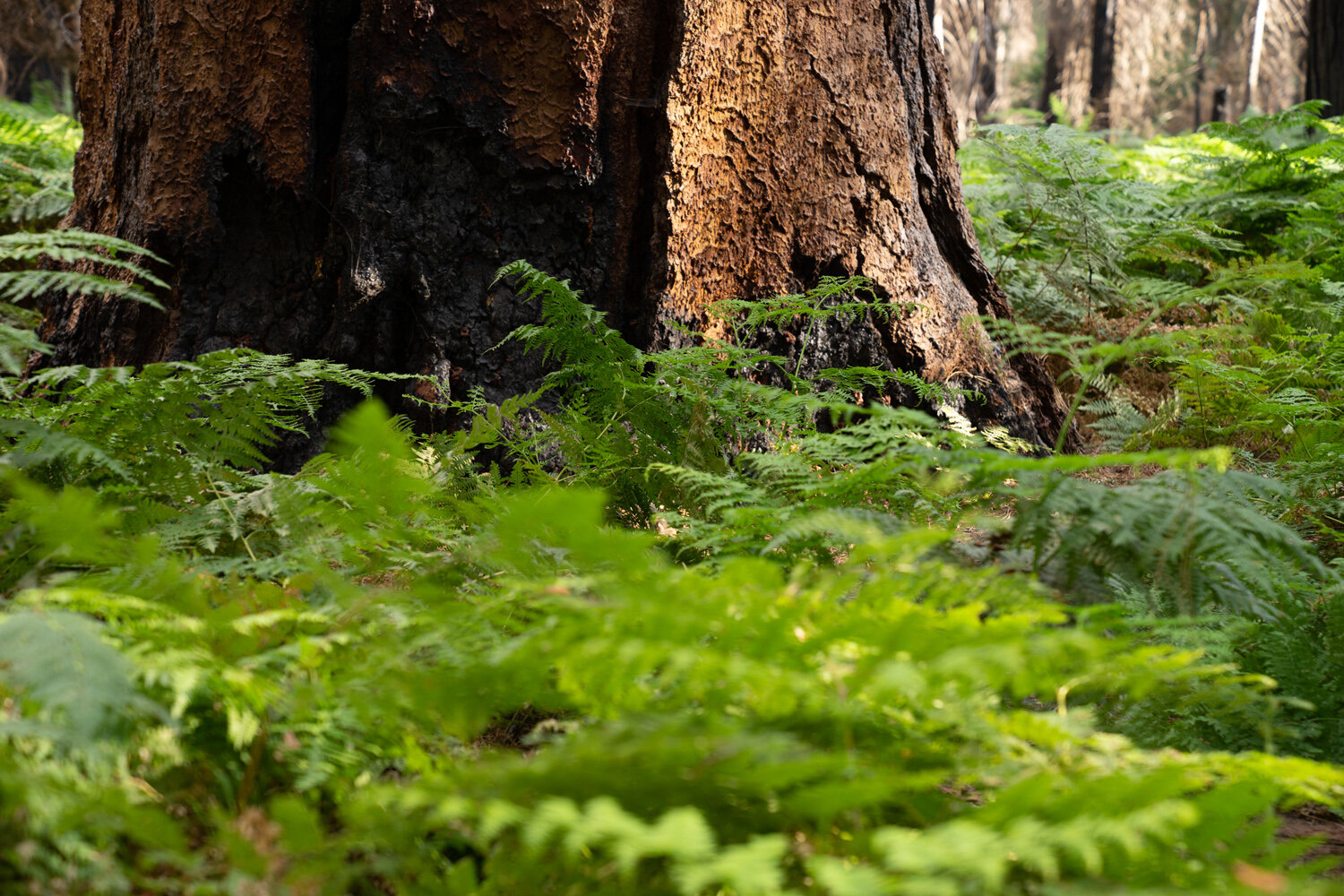 Wasim Muklashy Photography_Sierra Nevada Mountains_Sierras_Kings Canyon Sequoia National Park_California_147.jpg