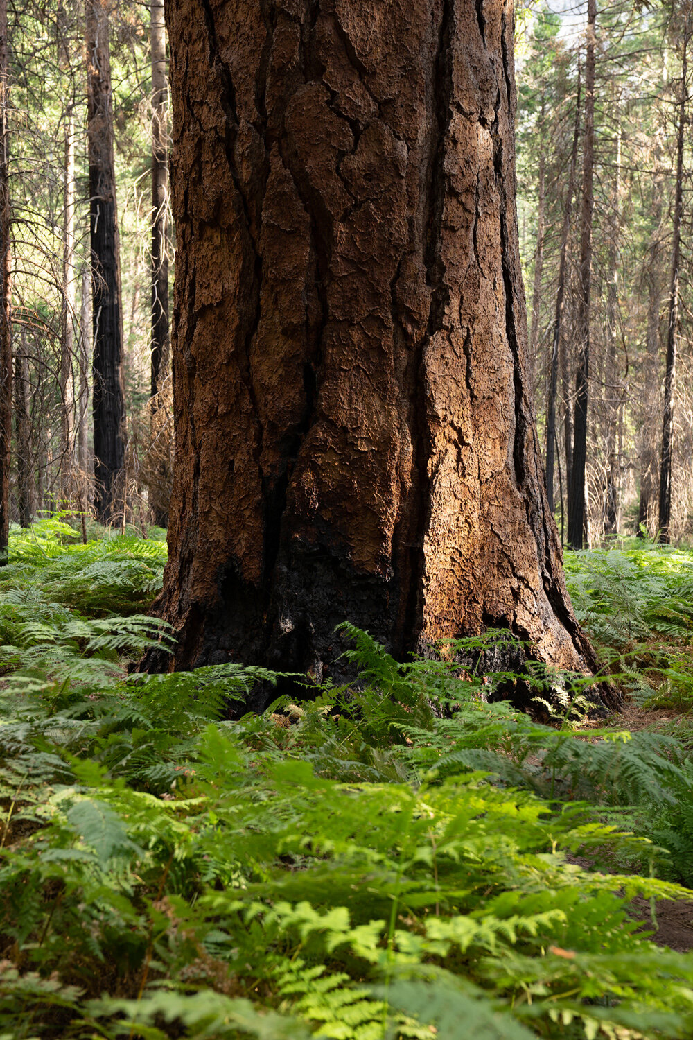 Wasim Muklashy Photography_Sierra Nevada Mountains_Sierras_Kings Canyon Sequoia National Park_California_148.jpg