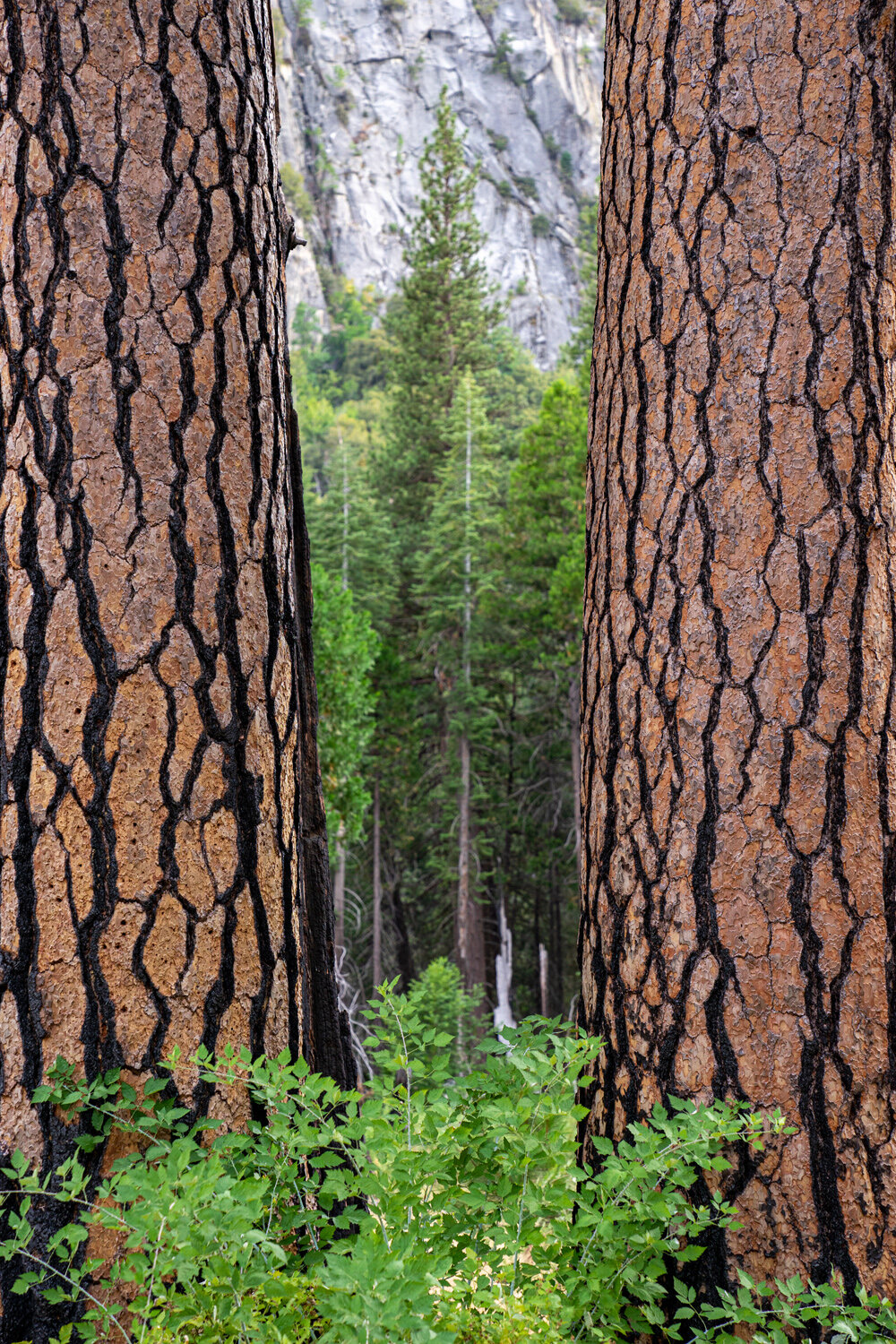 Wasim Muklashy Photography_Sierra Nevada Mountains_Sierras_Kings Canyon Sequoia National Park_California_153.jpg