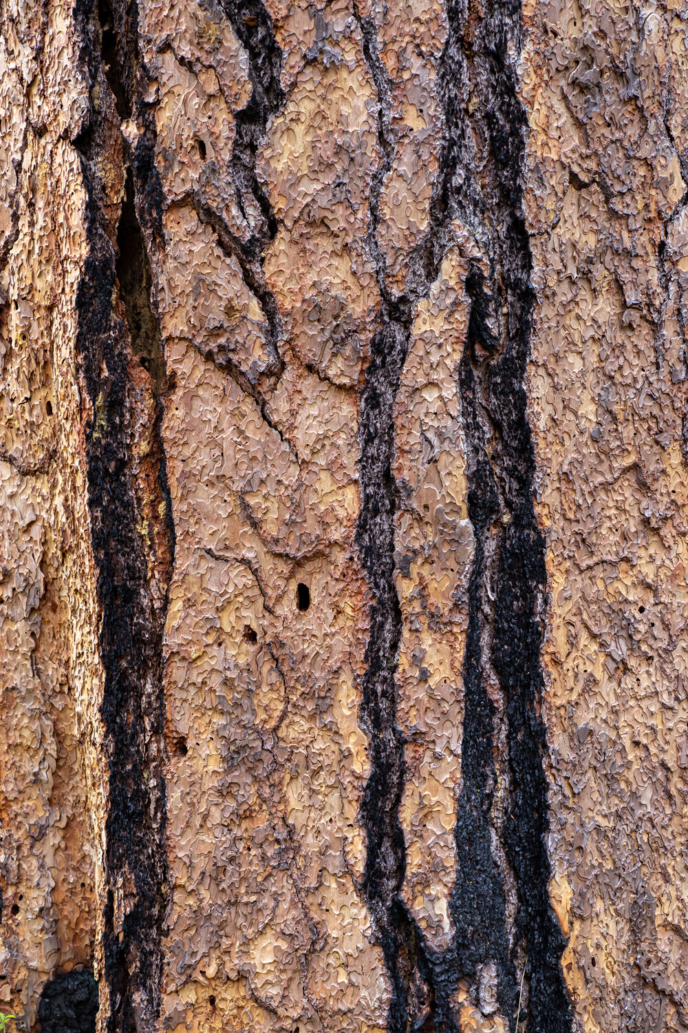 Wasim Muklashy Photography_Sierra Nevada Mountains_Sierras_Kings Canyon Sequoia National Park_California_155.jpg