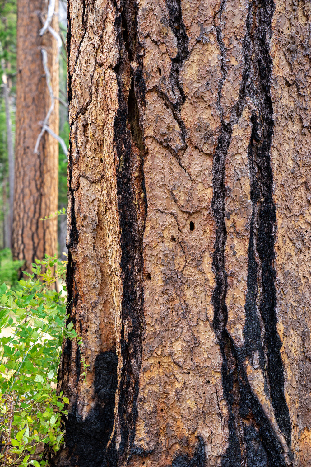 Wasim Muklashy Photography_Sierra Nevada Mountains_Sierras_Kings Canyon Sequoia National Park_California_156.jpg