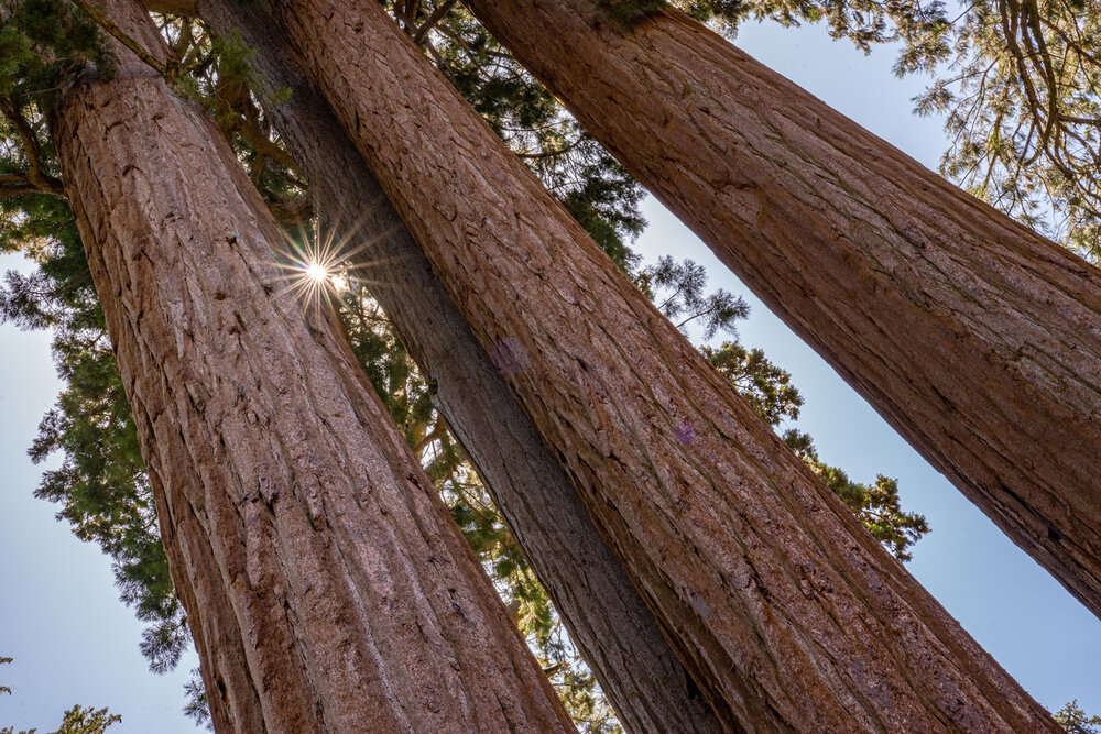 Wasim Muklashy Photography_Sierra Nevada Mountains_Sierras_Kings Canyon Sequoia National Park_California_160.jpg