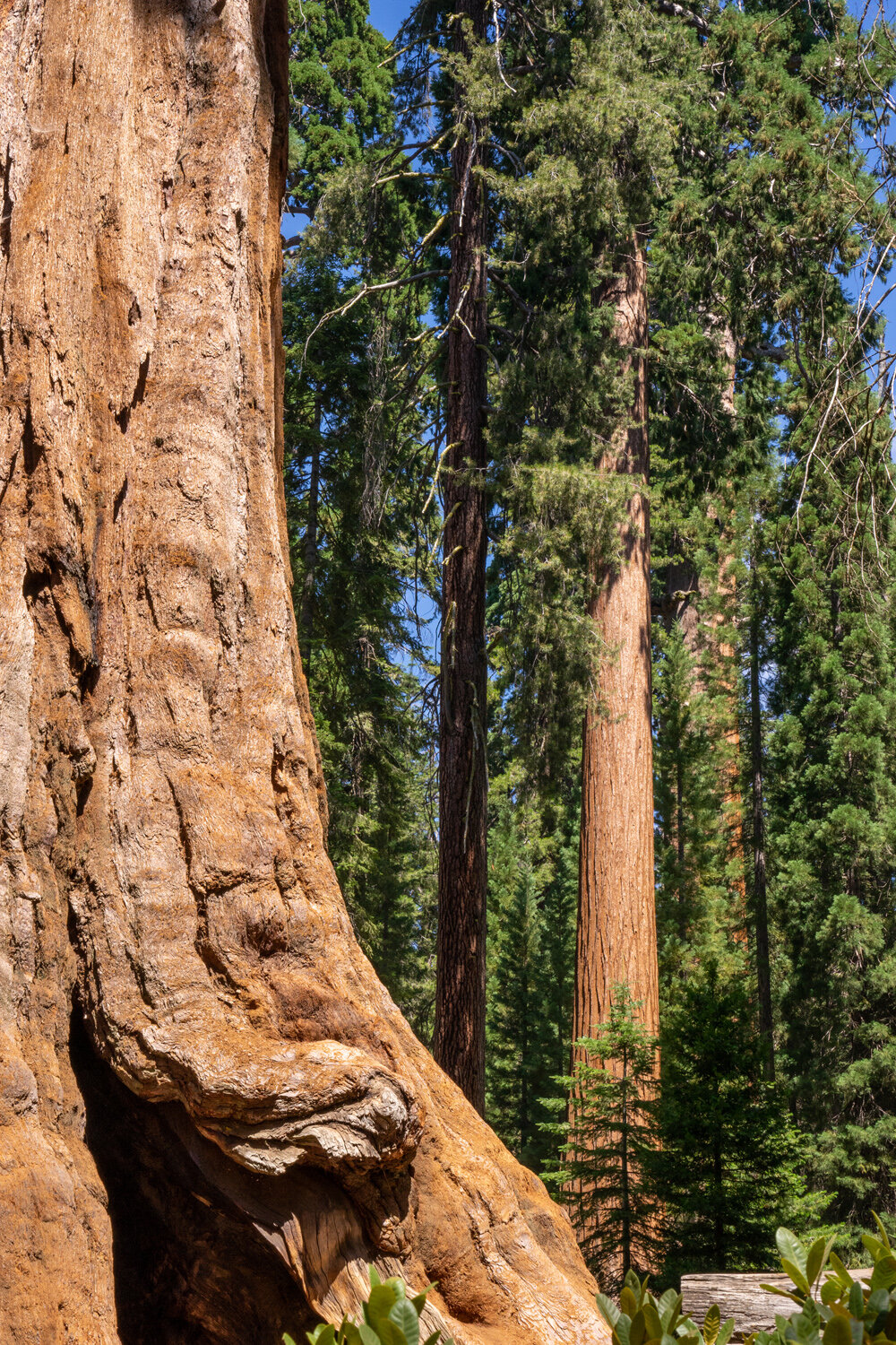 Wasim Muklashy Photography_Sierra Nevada Mountains_Sierras_Kings Canyon Sequoia National Park_California_161.jpg