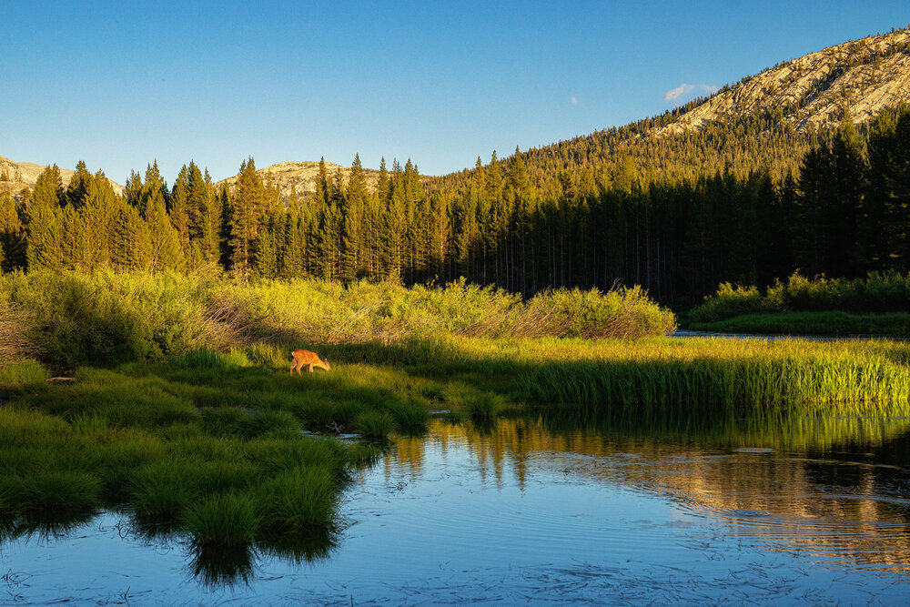 Wasim Muklashy Photography_Sierra Nevada Mountains_Sierras_Tuolumne Meadows_Yosemite National Park_California_108.jpg