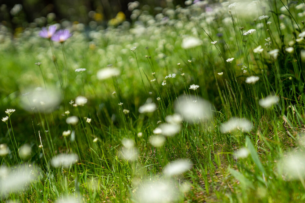 Wasim Muklashy Photography_Sierra Nevada Mountains_Sierras_Tuolumne Meadows_Yosemite National Park_California_216.jpg