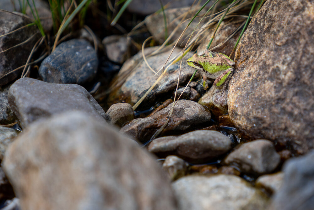 Wasim Muklashy Photography_Sierra Nevada Mountains_Sierras_Tuolumne Meadows_Yosemite National Park_California_224.jpg