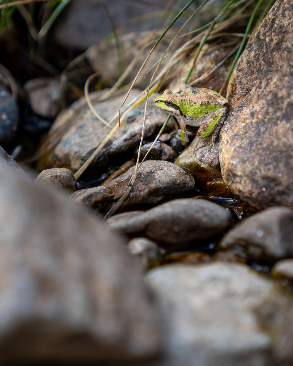 Wasim Muklashy Photography_Sierra Nevada Mountains_Sierras_Tuolumne Meadows_Yosemite National Park_California_225.jpg