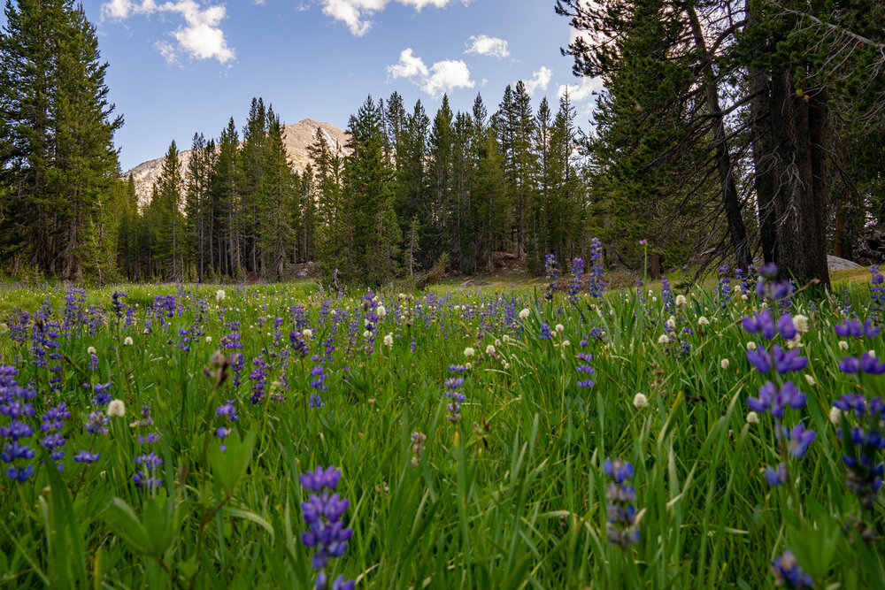 Wasim Muklashy Photography_Sierra Nevada Mountains_Sierras_Tuolumne Meadows_Yosemite National Park_California_226.jpg