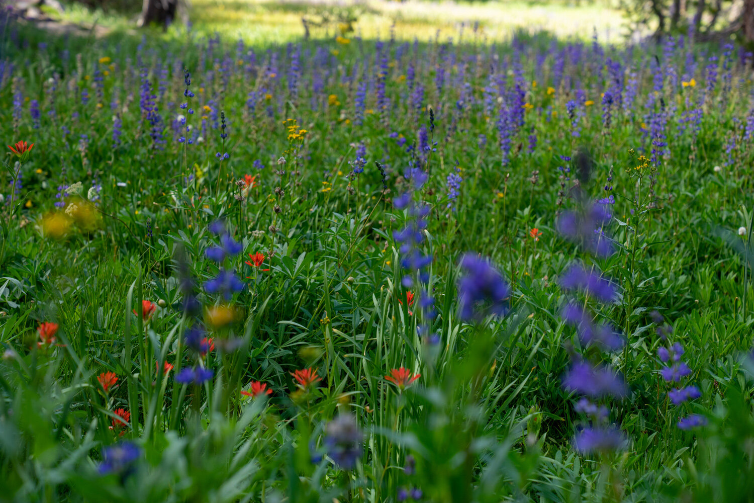 Wasim Muklashy Photography_Sierra Nevada Mountains_Sierras_Tuolumne Meadows_Yosemite National Park_California_227.jpg