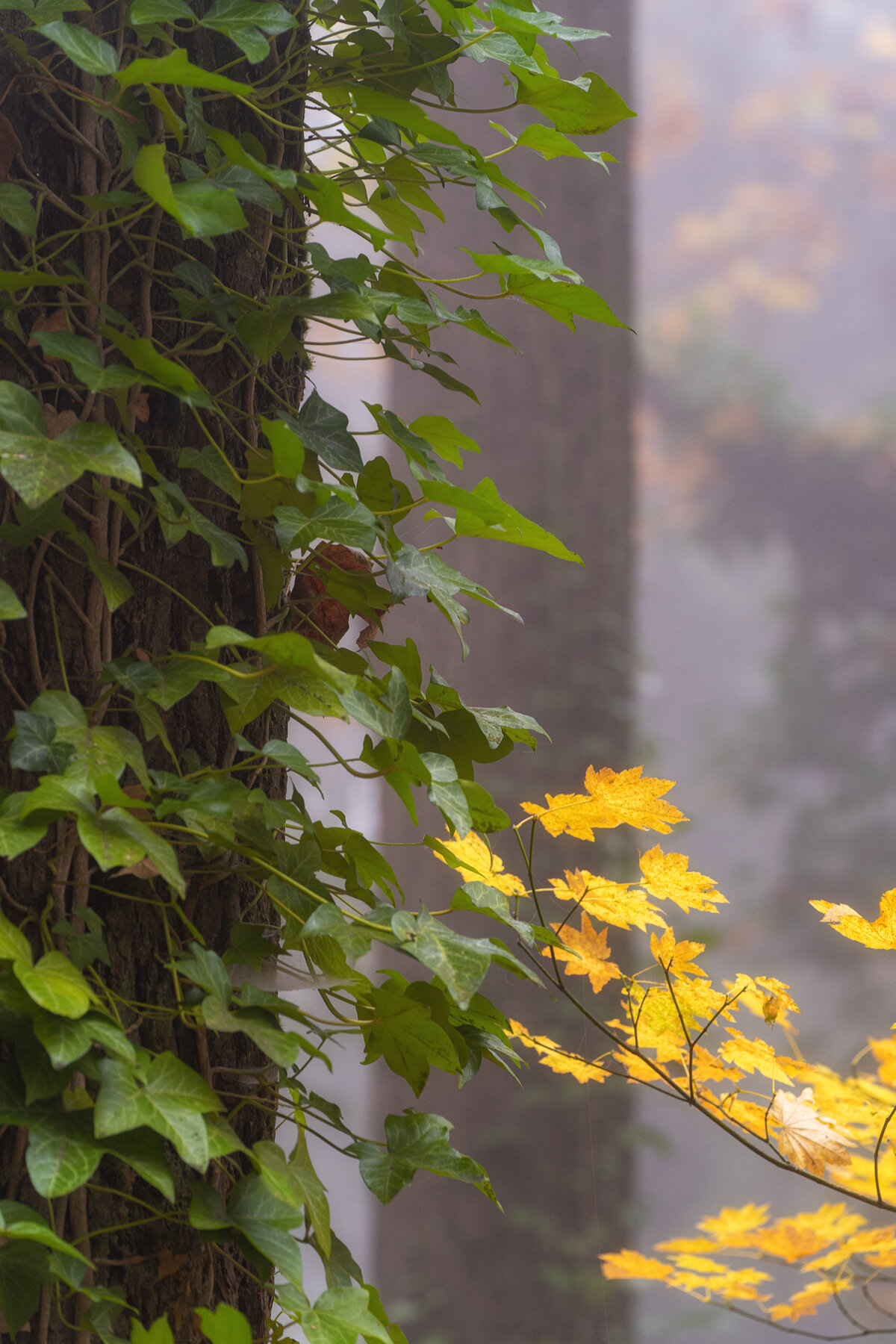 Wasim Muklashy Photography_Forest Park_Hoyt Arboretum_Portland_Oregon_Foggy Fall Forest_103.jpg