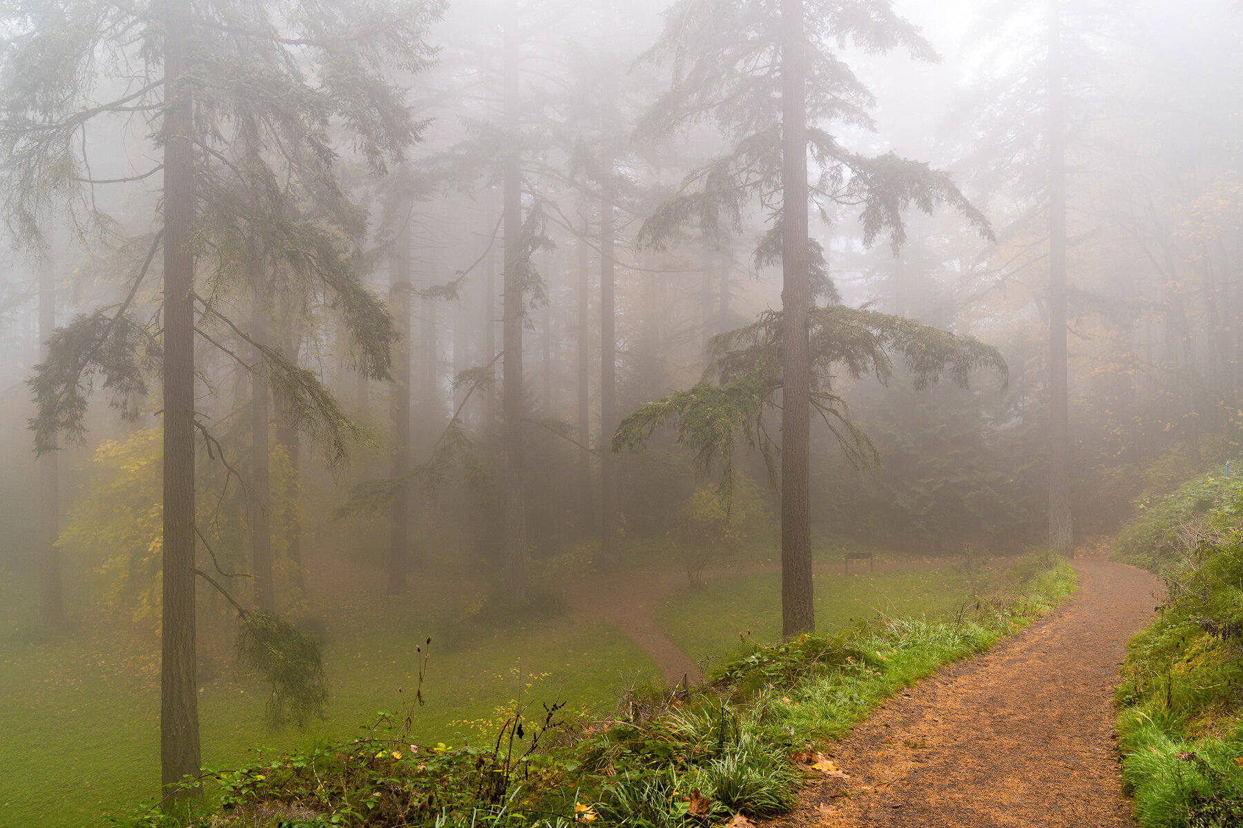 Wasim Muklashy Photography_Forest Park_Hoyt Arboretum_Portland_Oregon_Foggy Fall Forest_102.jpg