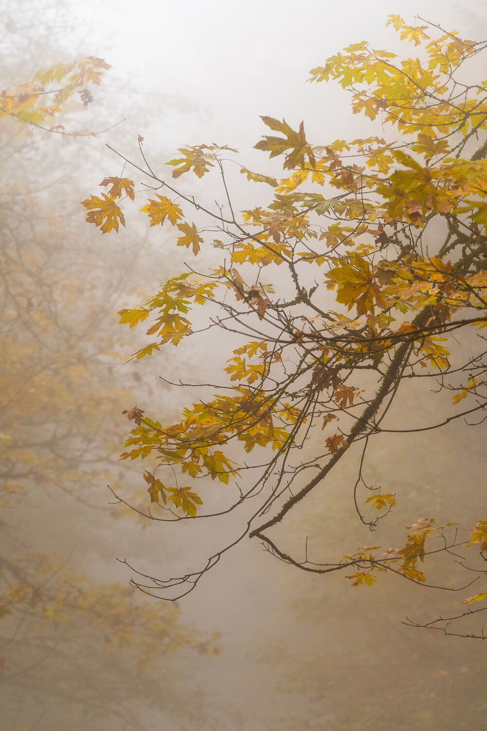 Wasim Muklashy Photography_Forest Park_Hoyt Arboretum_Portland_Oregon_Foggy Fall Forest_105.jpg