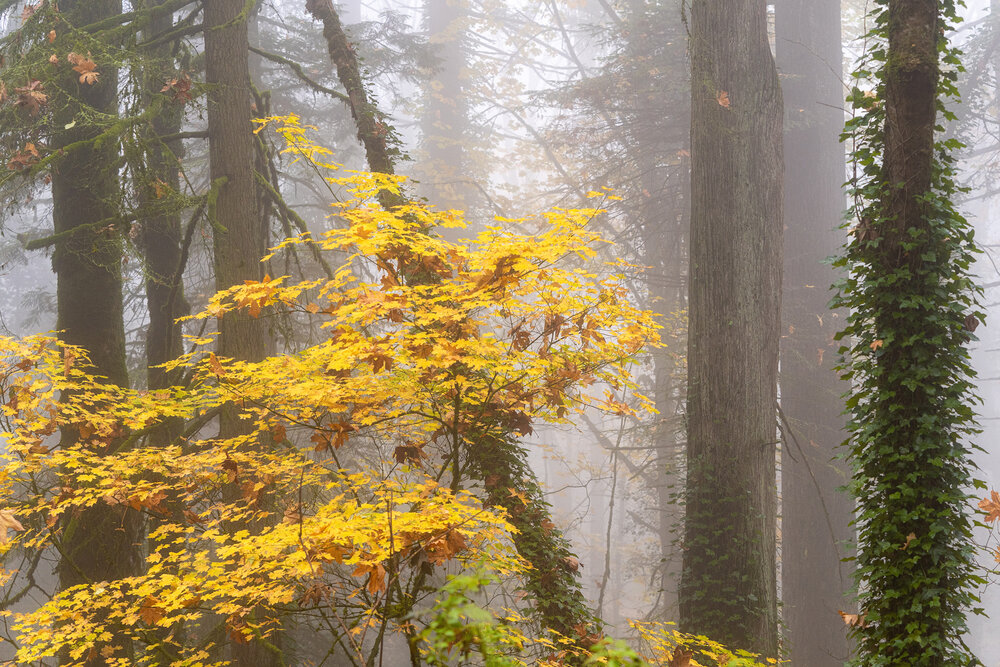 Wasim Muklashy Photography_Forest Park_Hoyt Arboretum_Portland_Oregon_Foggy Fall Forest_104.jpg