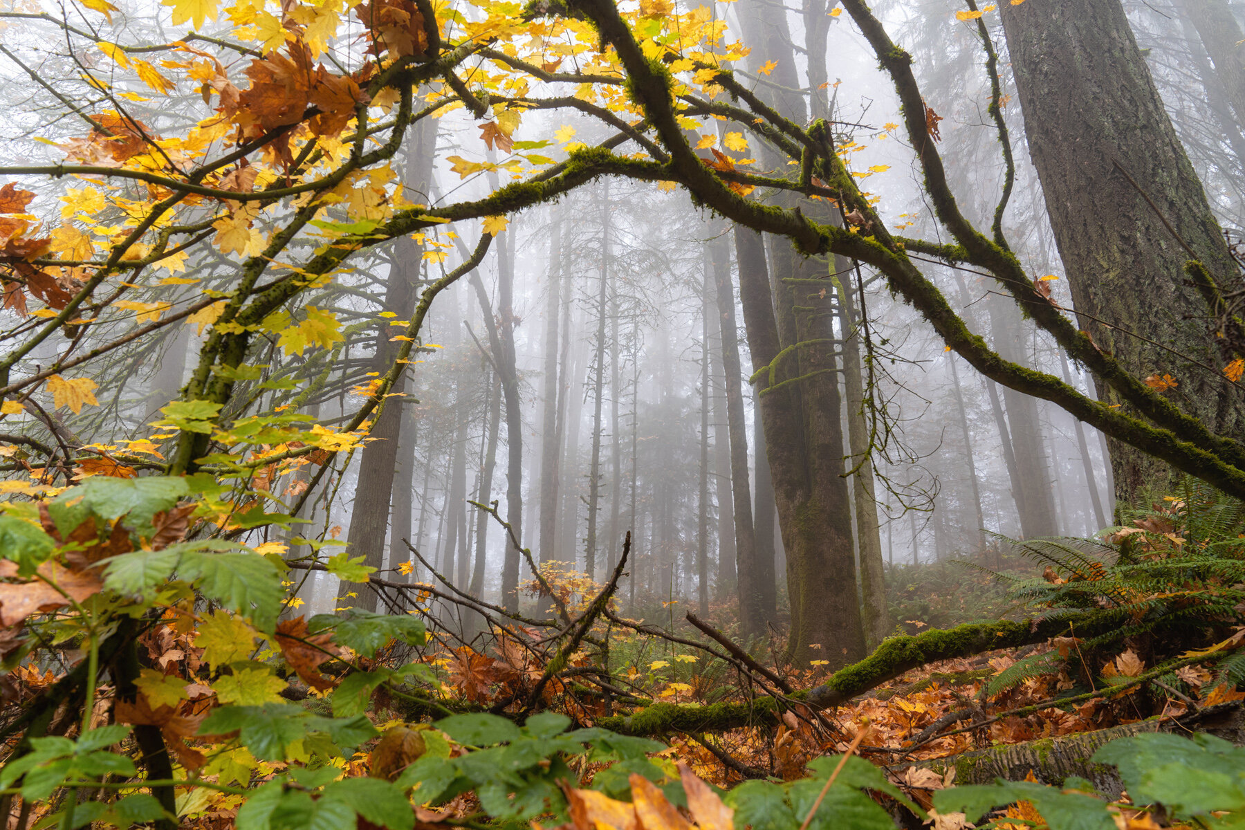 Wasim Muklashy Photography_Forest Park_Hoyt Arboretum_Portland_Oregon_Foggy Fall Forest_107.jpg