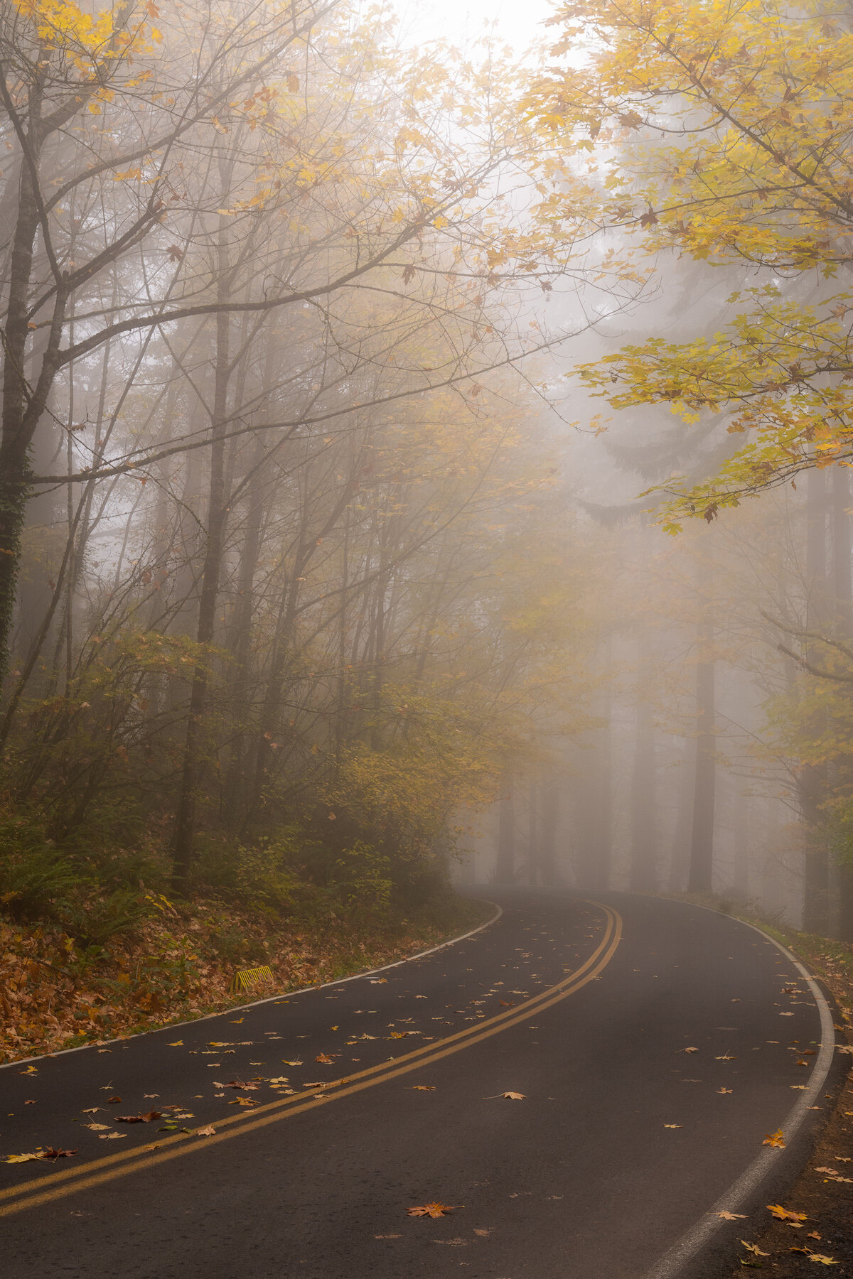 Wasim Muklashy Photography_Forest Park_Hoyt Arboretum_Portland_Oregon_Foggy Fall Forest_109.jpg