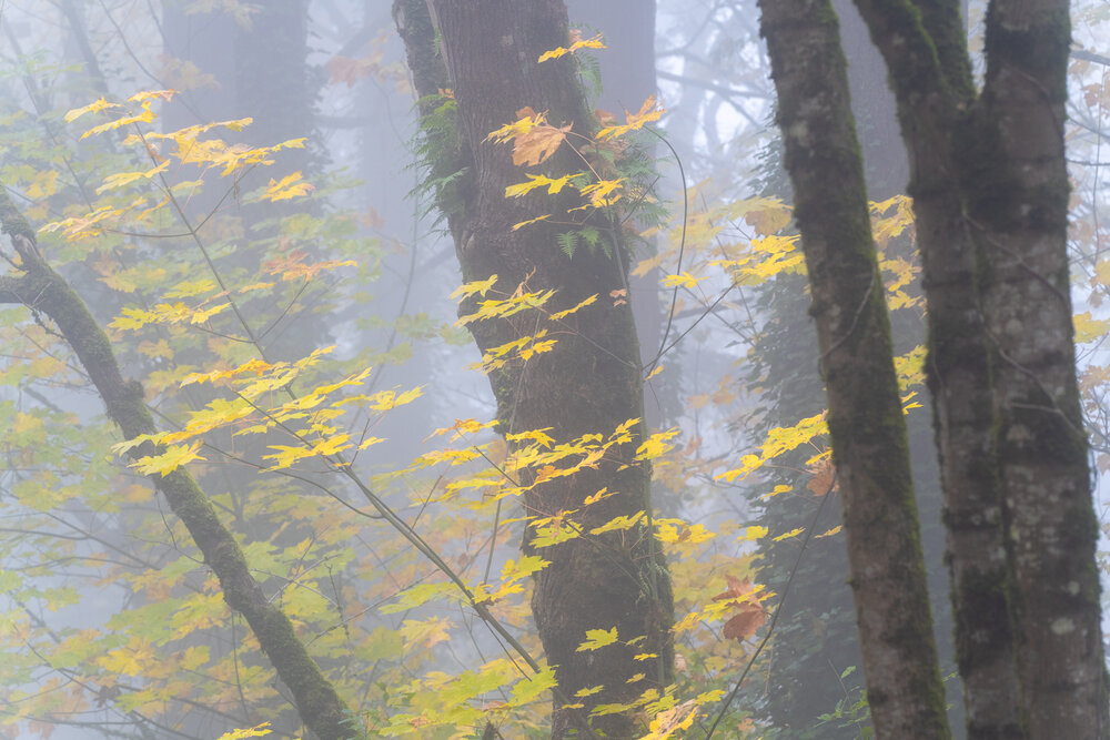 Wasim Muklashy Photography_Forest Park_Hoyt Arboretum_Portland_Oregon_Foggy Fall Forest_110.jpg