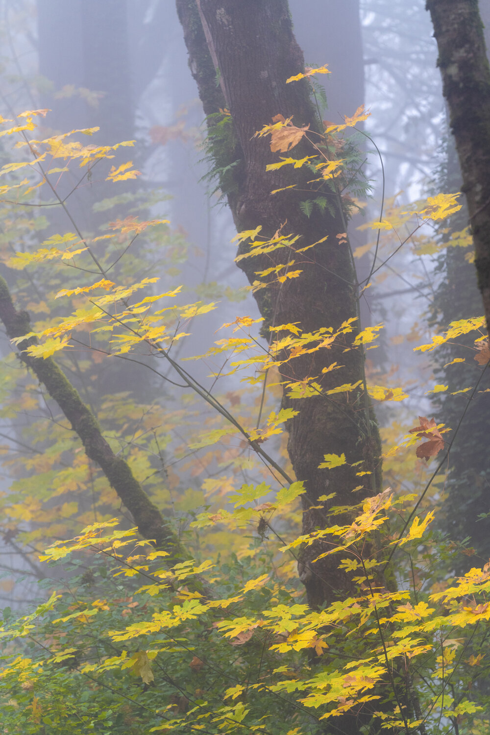 Wasim Muklashy Photography_Forest Park_Hoyt Arboretum_Portland_Oregon_Foggy Fall Forest_111.jpg