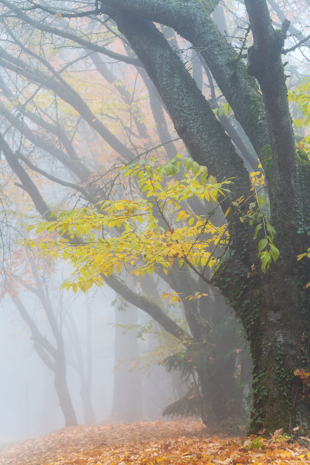 Wasim Muklashy Photography_Forest Park_Hoyt Arboretum_Portland_Oregon_Foggy Fall Forest_113.jpg