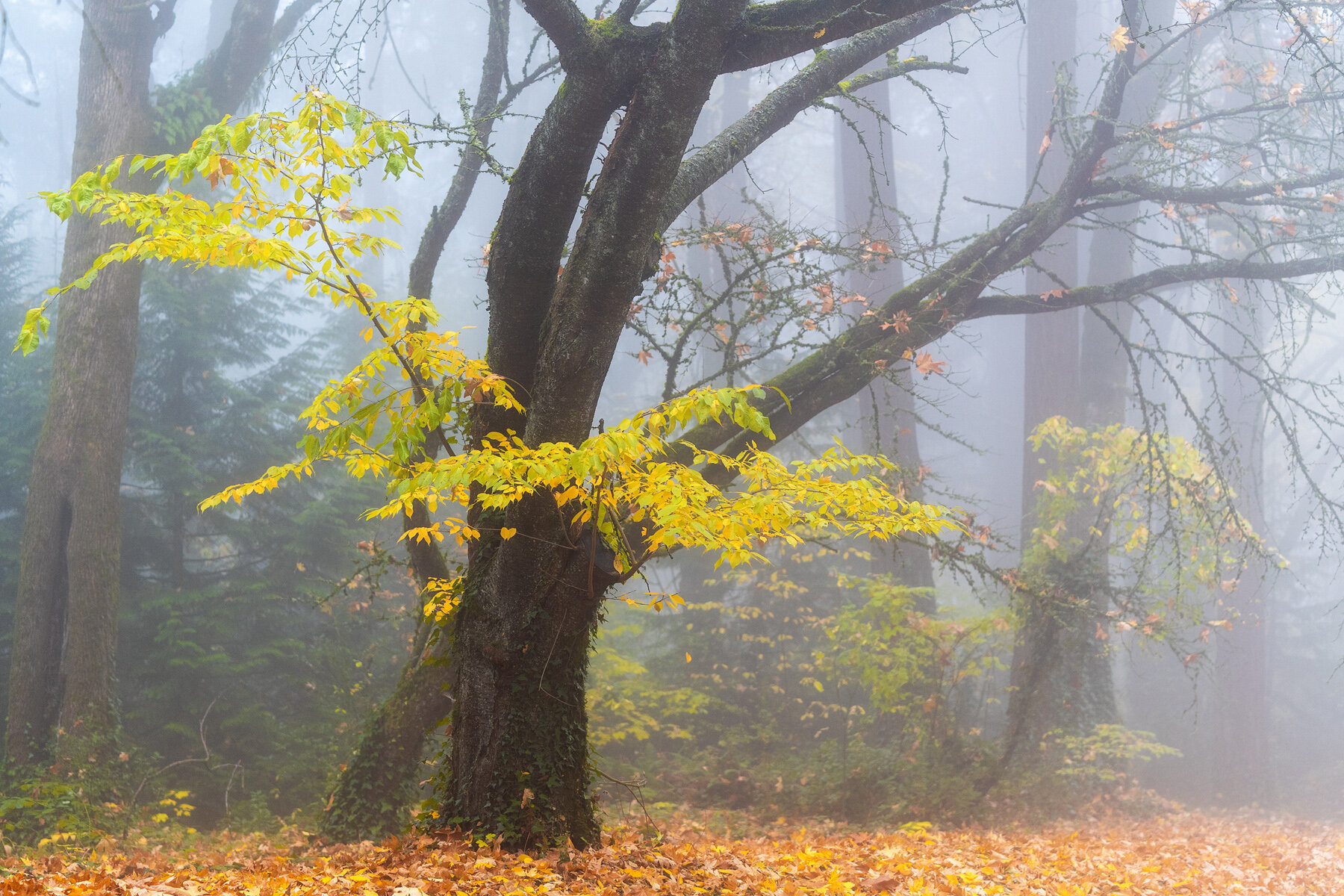 Wasim Muklashy Photography_Forest Park_Hoyt Arboretum_Portland_Oregon_Foggy Fall Forest_112.jpg