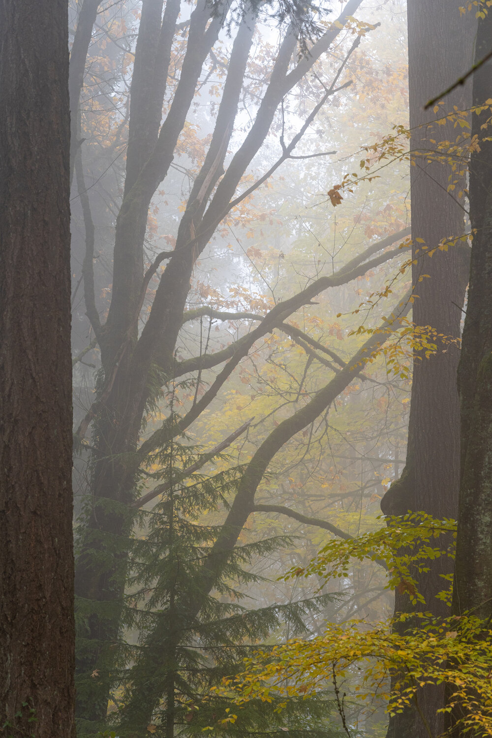 Wasim Muklashy Photography_Forest Park_Hoyt Arboretum_Portland_Oregon_Foggy Fall Forest_114.jpg