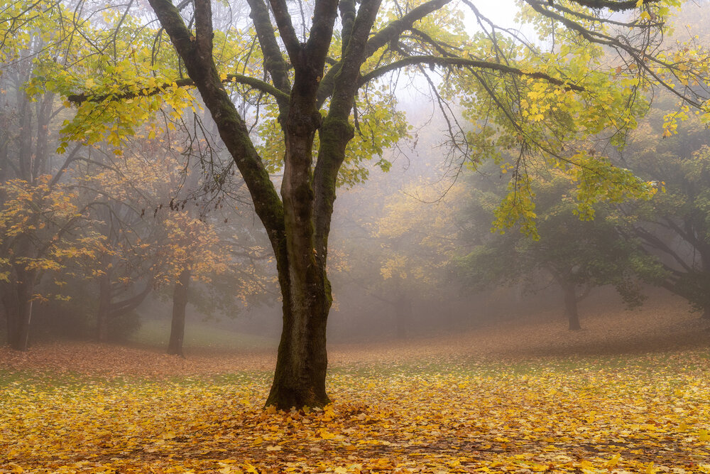 Wasim Muklashy Photography_Forest Park_Hoyt Arboretum_Portland_Oregon_Foggy Fall Forest_115.jpg