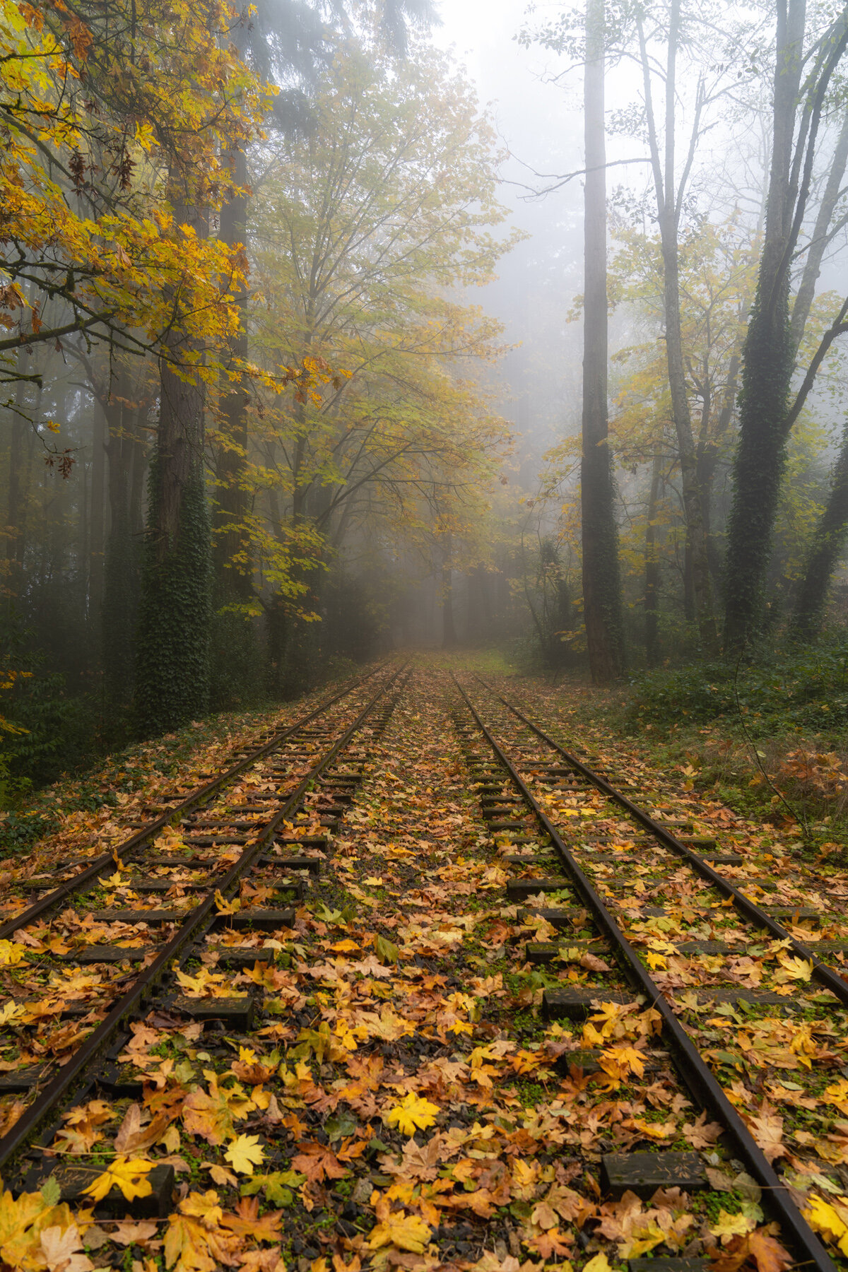 Wasim Muklashy Photography_Forest Park_Hoyt Arboretum_Portland_Oregon_Foggy Fall Forest_118.jpg