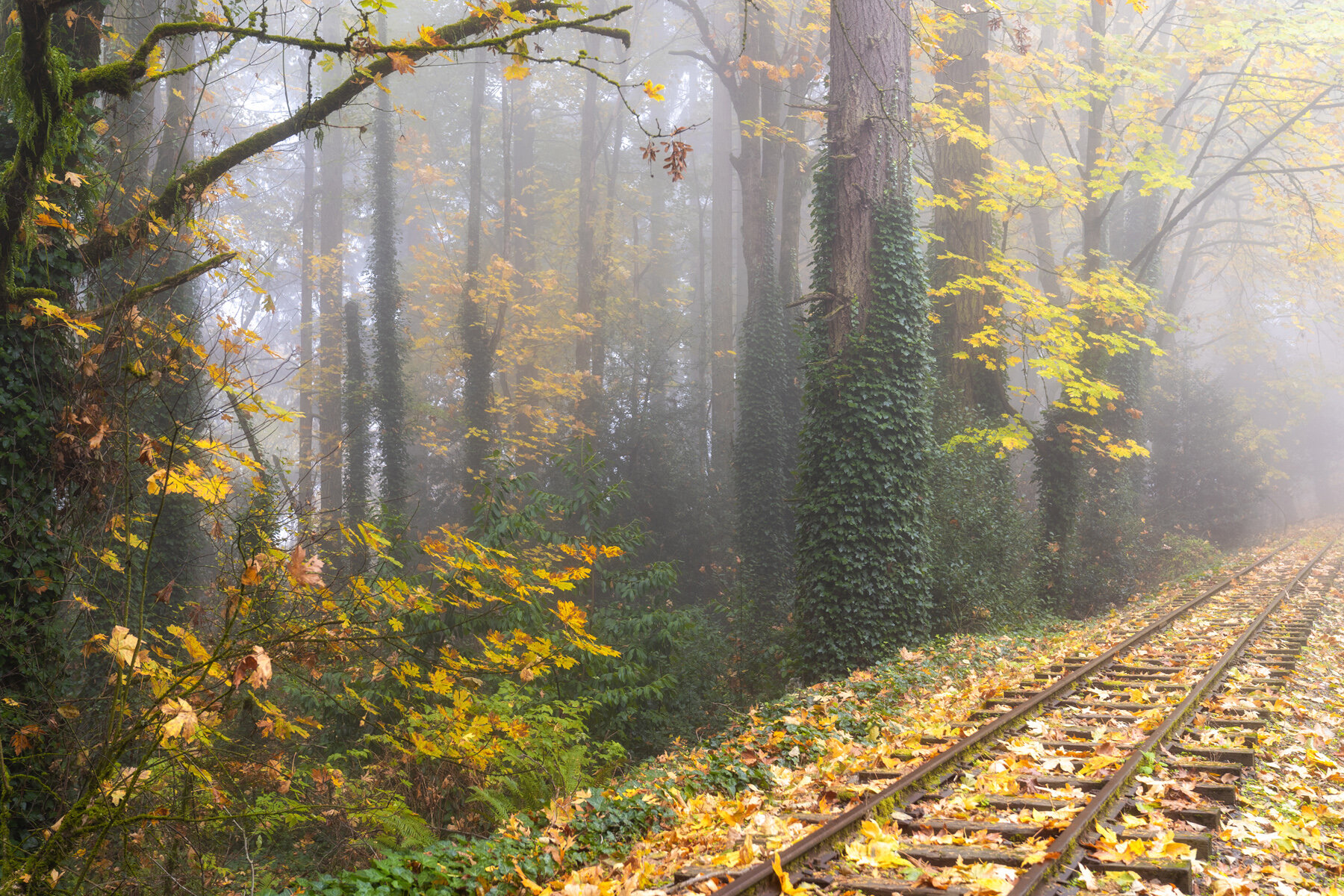 Wasim Muklashy Photography_Forest Park_Hoyt Arboretum_Portland_Oregon_Foggy Fall Forest_119.jpg