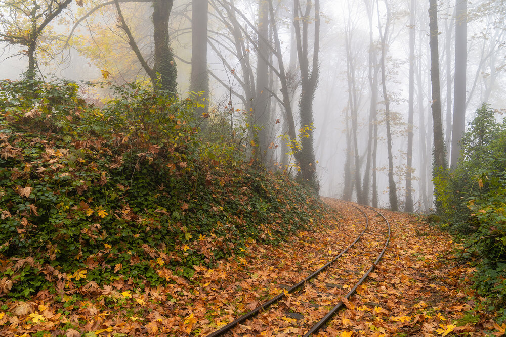 Wasim Muklashy Photography_Forest Park_Hoyt Arboretum_Portland_Oregon_Foggy Fall Forest_121.jpg