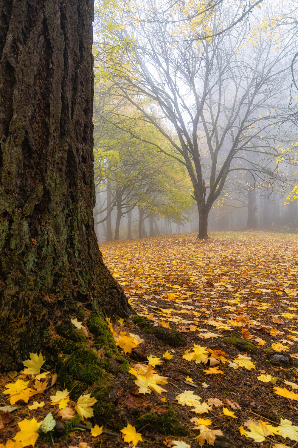 Wasim Muklashy Photography_Forest Park_Hoyt Arboretum_Portland_Oregon_Foggy Fall Forest_122.jpg
