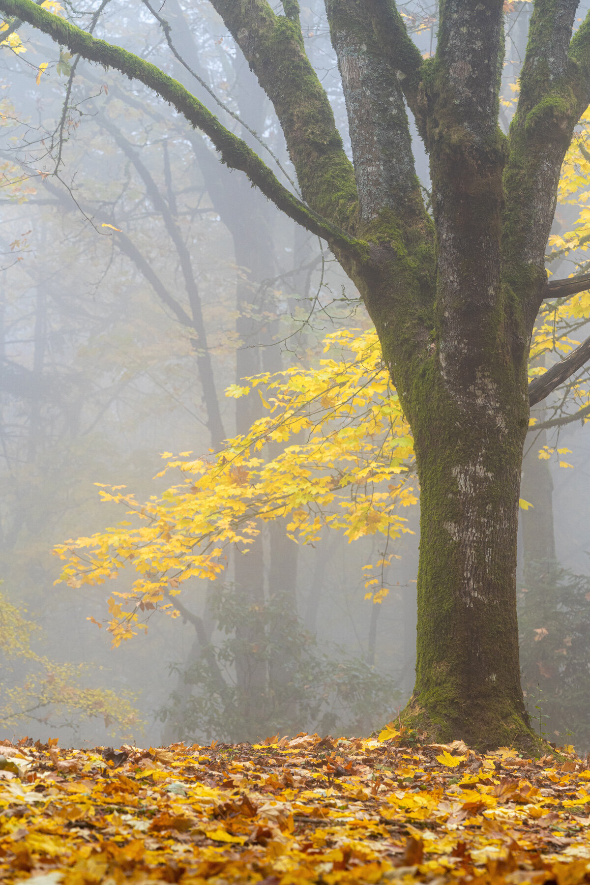 Wasim Muklashy Photography_Forest Park_Hoyt Arboretum_Portland_Oregon_Foggy Fall Forest_123.jpg