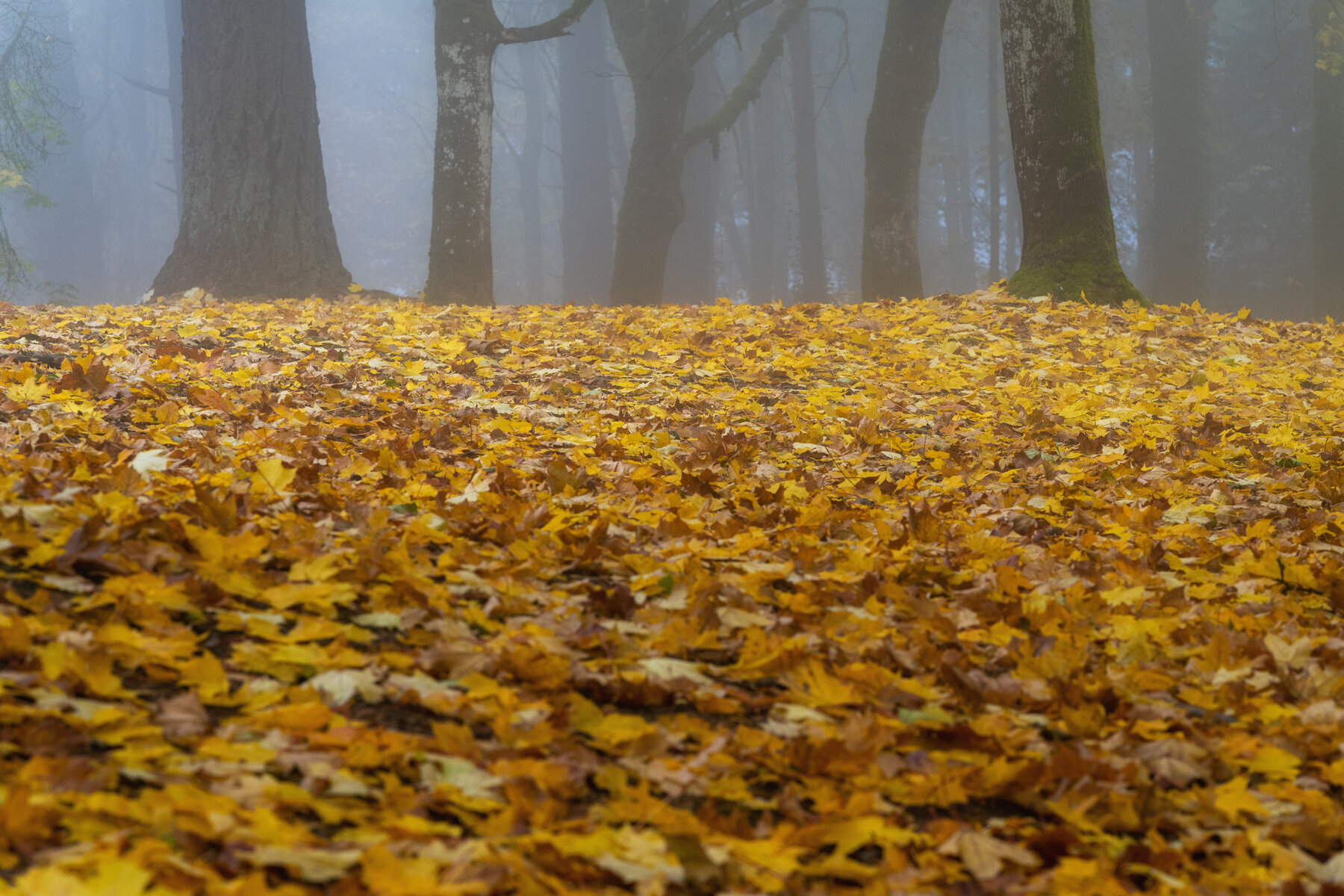 Wasim Muklashy Photography_Forest Park_Hoyt Arboretum_Portland_Oregon_Foggy Fall Forest_124.jpg