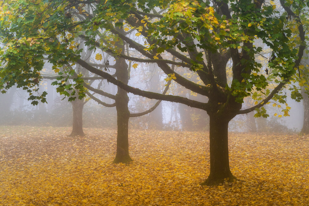 Wasim Muklashy Photography_Forest Park_Hoyt Arboretum_Portland_Oregon_Foggy Fall Forest_125.jpg