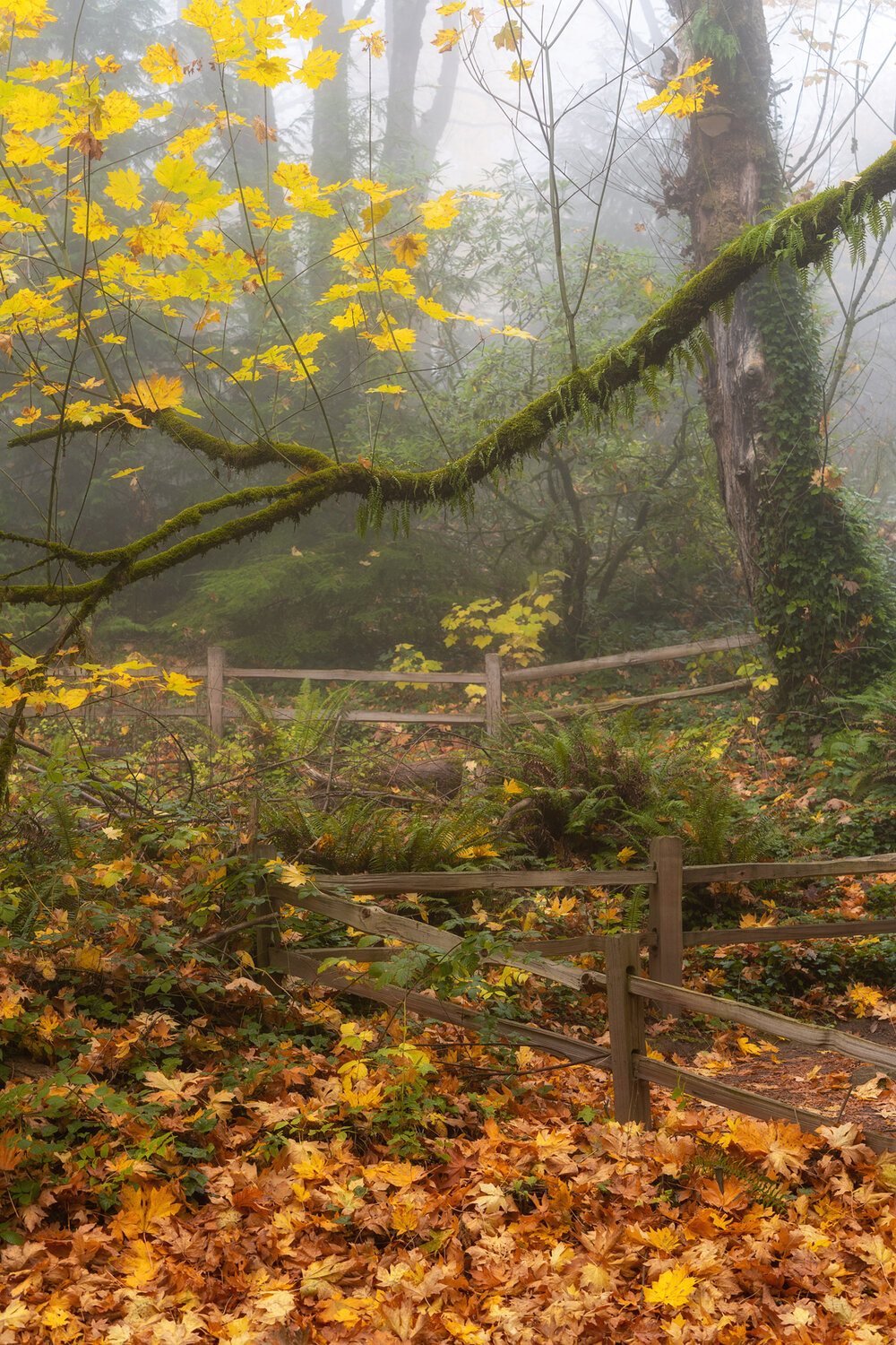 Wasim Muklashy Photography_Forest Park_Hoyt Arboretum_Portland_Oregon_Foggy Fall Forest_126.jpg