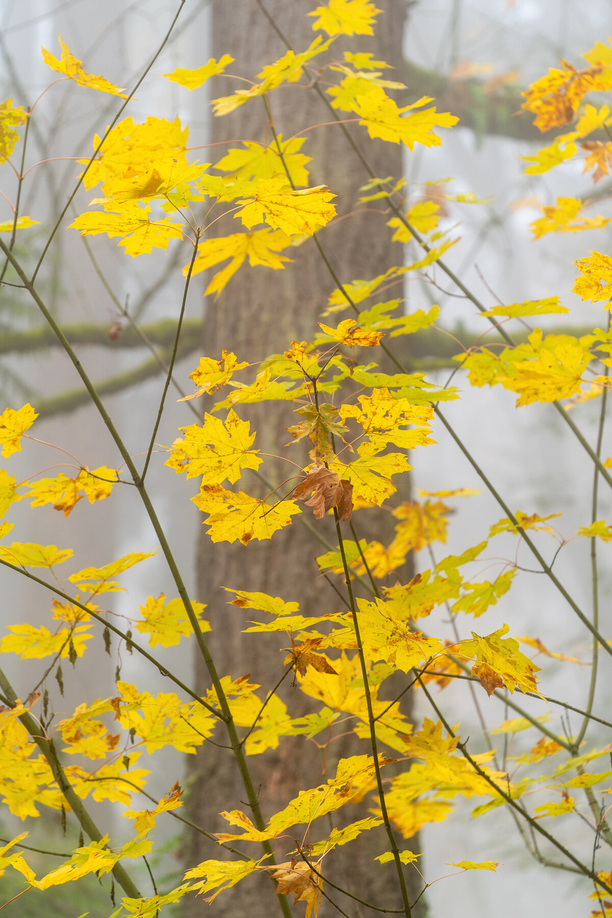 Wasim Muklashy Photography_Forest Park_Hoyt Arboretum_Portland_Oregon_Foggy Fall Forest_127.jpg