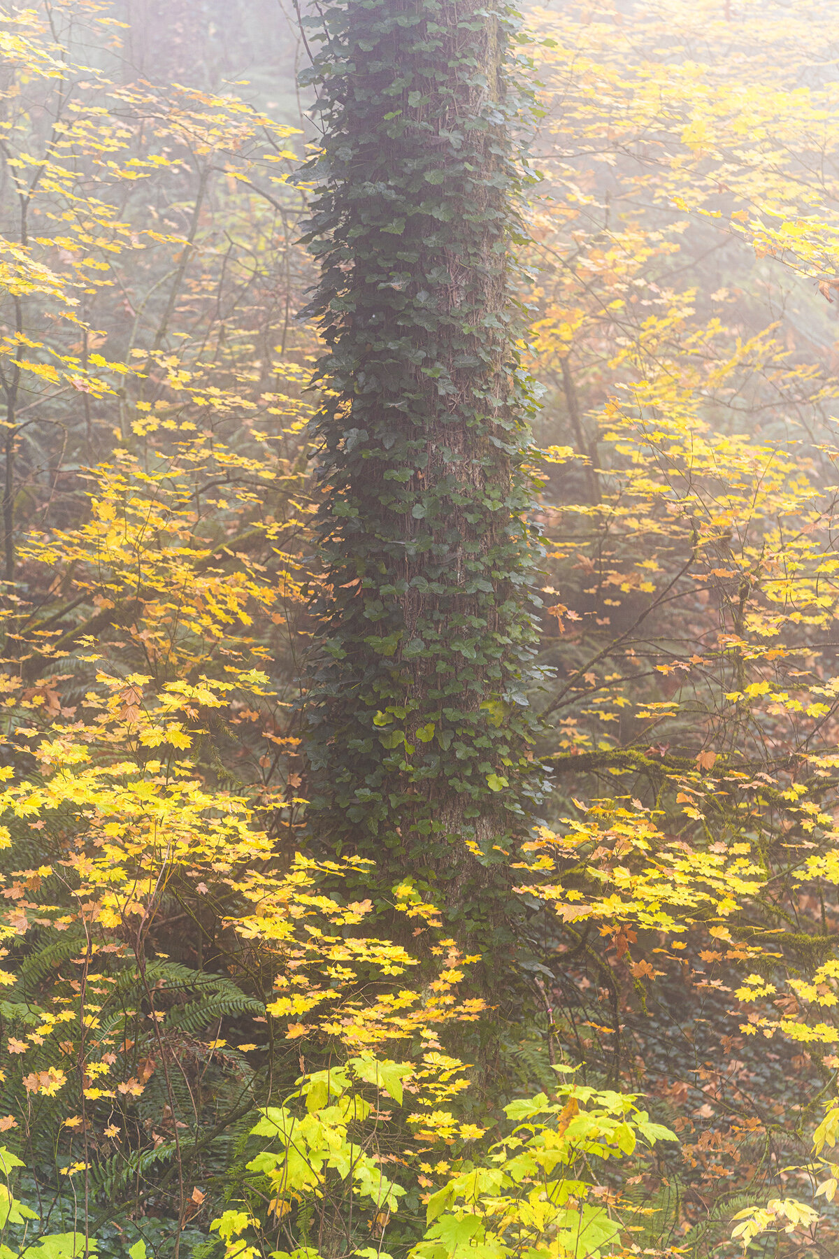 Wasim Muklashy Photography_Forest Park_Hoyt Arboretum_Portland_Oregon_Foggy Fall Forest_128.jpg