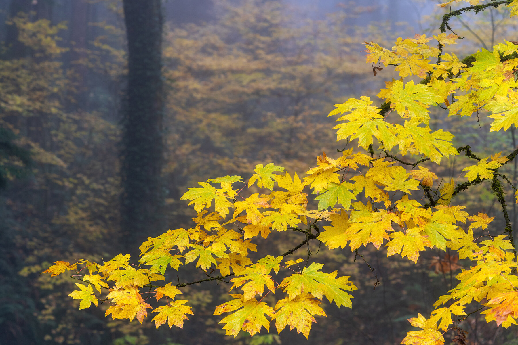Wasim Muklashy Photography_Forest Park_Hoyt Arboretum_Portland_Oregon_Foggy Fall Forest_129.jpg