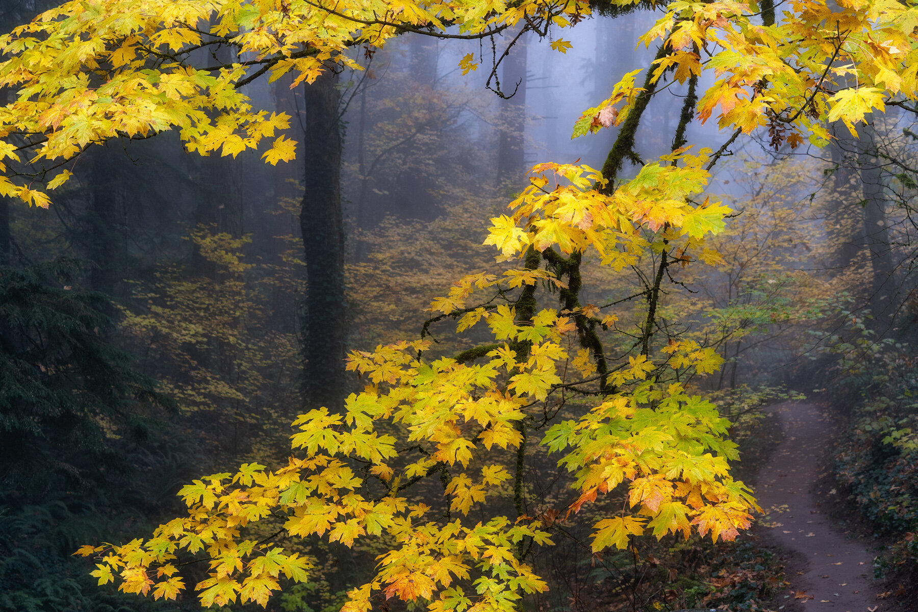 Wasim Muklashy Photography_Forest Park_Hoyt Arboretum_Portland_Oregon_Foggy Fall Forest_130.jpg