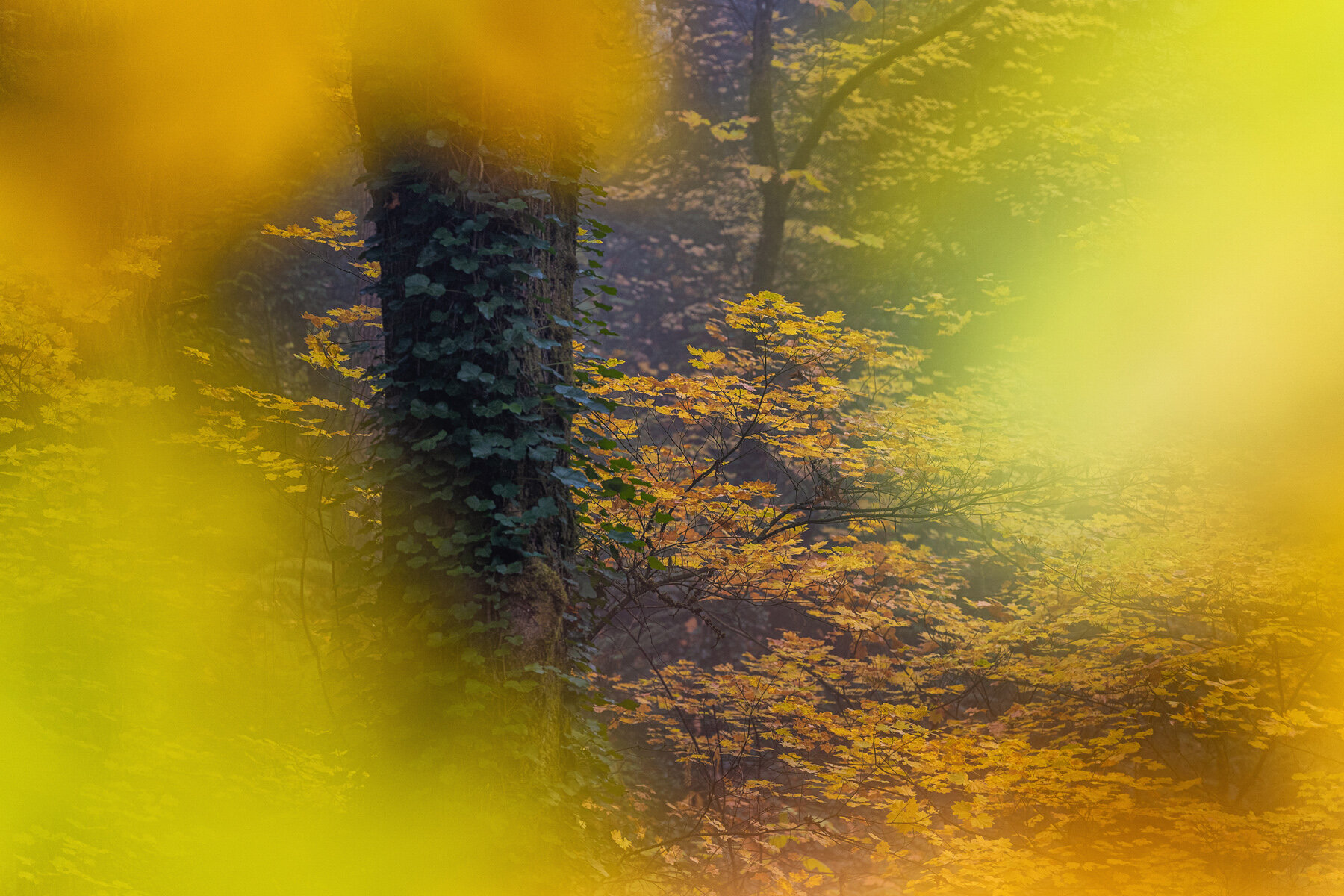 Wasim Muklashy Photography_Forest Park_Hoyt Arboretum_Portland_Oregon_Foggy Fall Forest_131.jpg