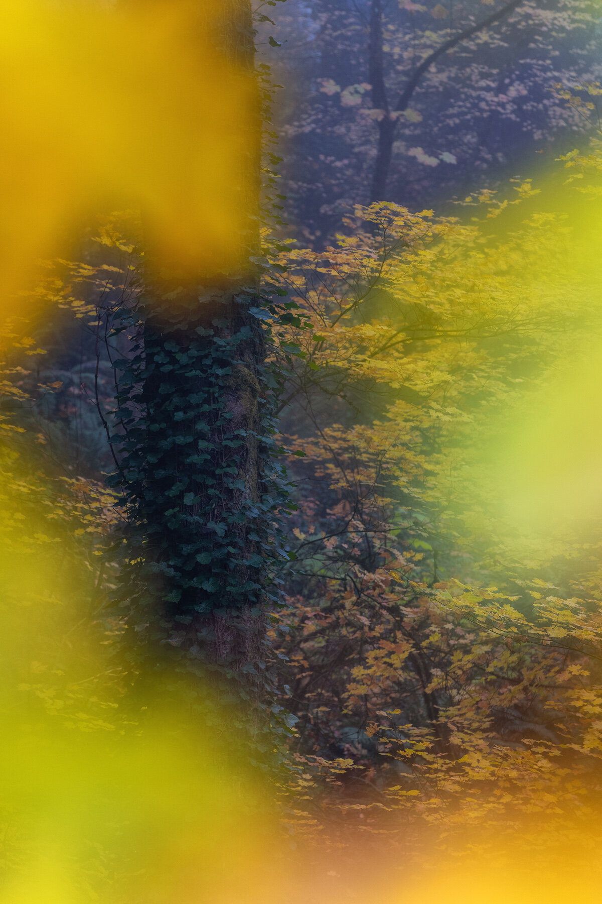 Wasim Muklashy Photography_Forest Park_Hoyt Arboretum_Portland_Oregon_Foggy Fall Forest_132.jpg