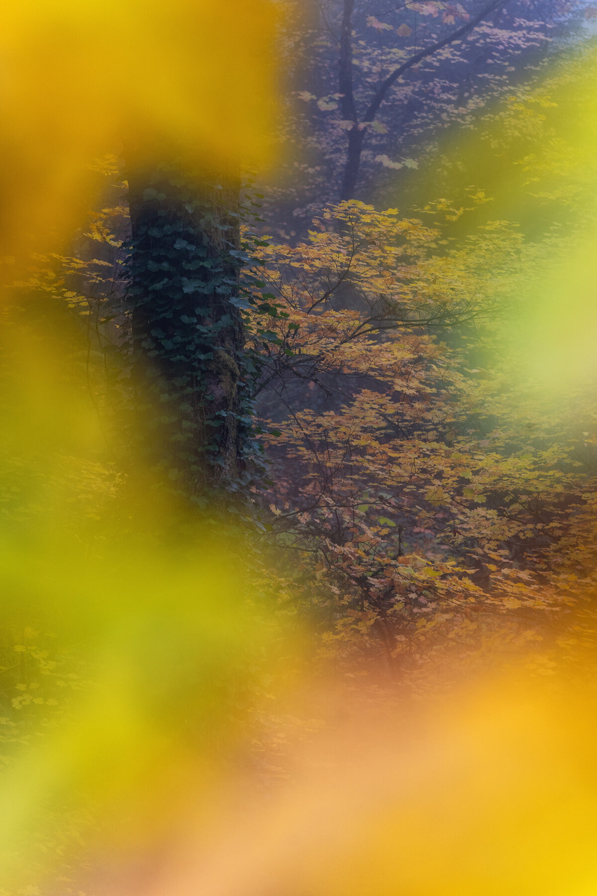 Wasim Muklashy Photography_Forest Park_Hoyt Arboretum_Portland_Oregon_Foggy Fall Forest_133.jpg