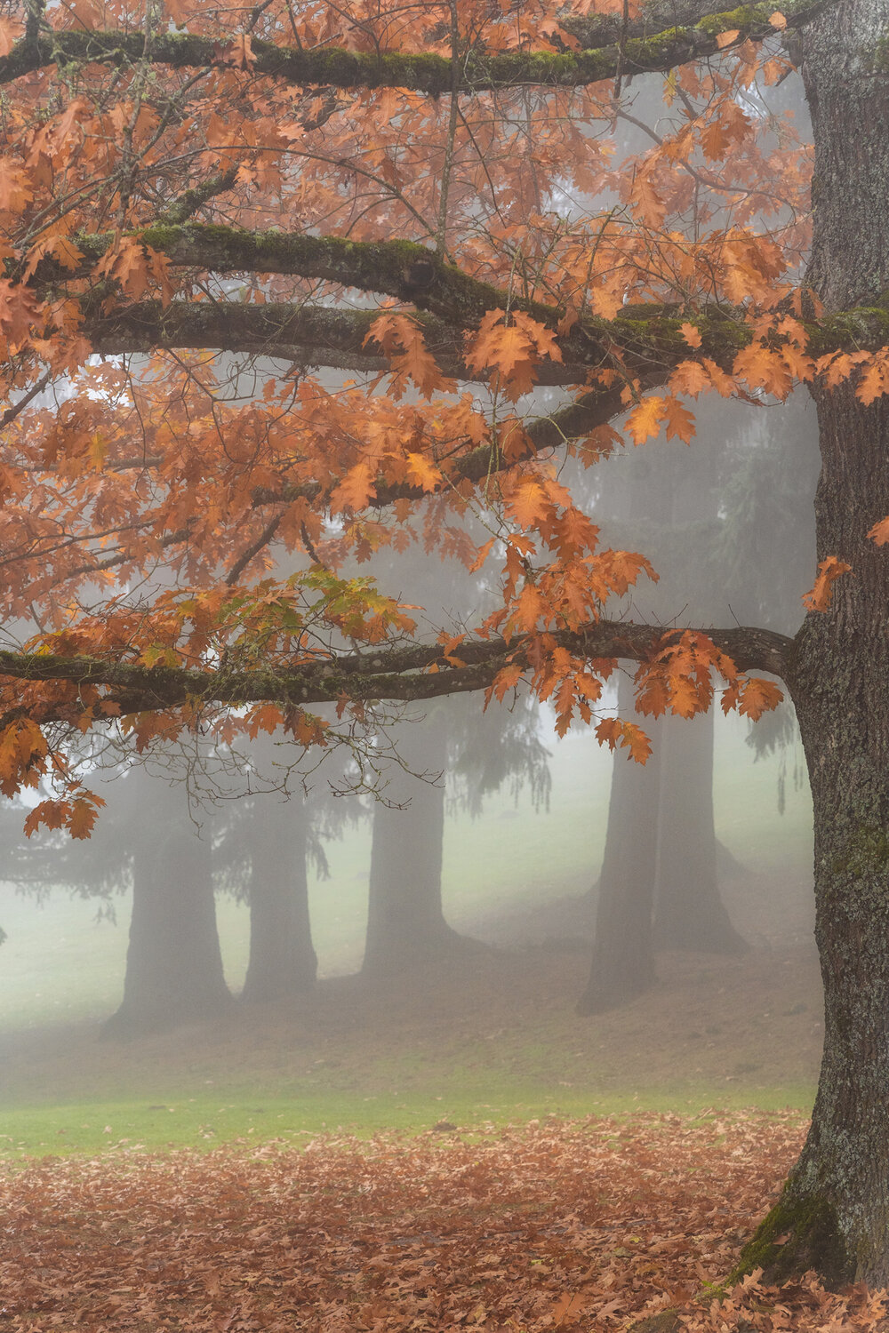 Wasim Muklashy Photography_Forest Park_Hoyt Arboretum_Portland_Oregon_Foggy Fall Forest_135.jpg