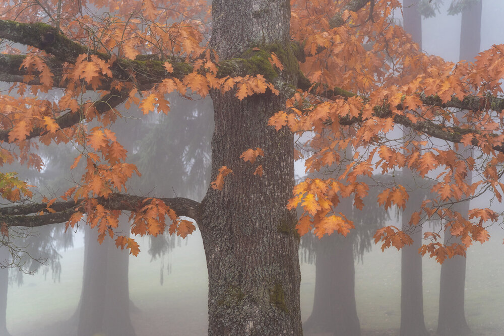 Wasim Muklashy Photography_Forest Park_Hoyt Arboretum_Portland_Oregon_Foggy Fall Forest_136.jpg